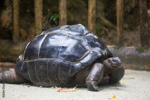 Closeup portrait of Galapagos giant tortoise ,Chelonoidis nigra, with powerful paws, bright black armour and wrinkled neck