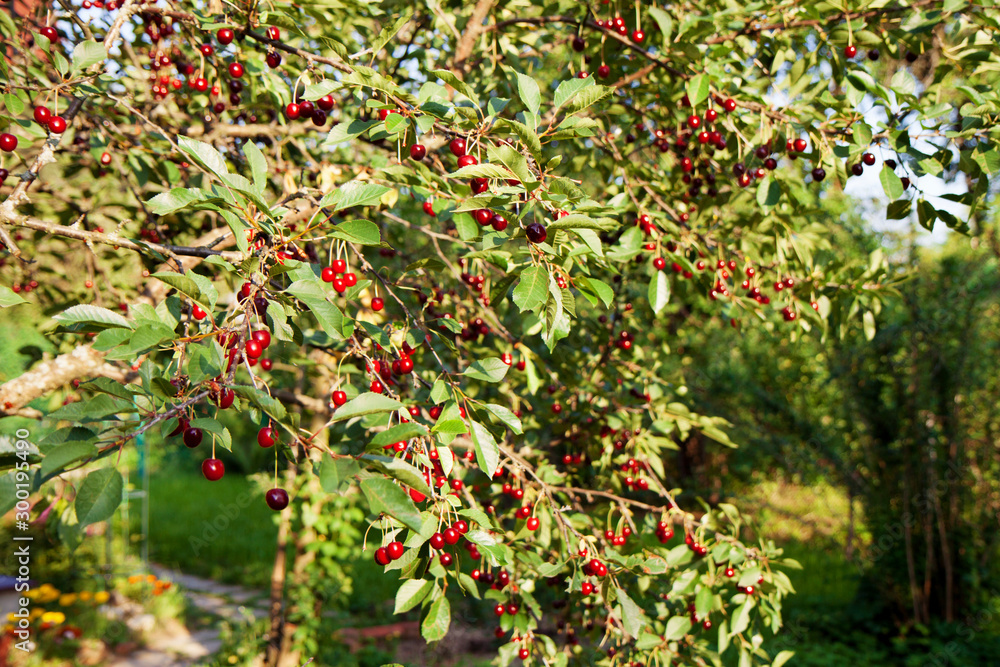 A cherry tree is plentifully dotted with berries.