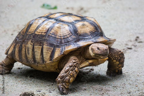 Closeup portrait of Galapagos giant tortoise ,Chelonoidis nigra, with powerful paws, bright yellow armour and wrinkled neck looking with curiosity