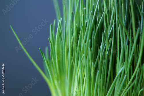 close up of green chives photo