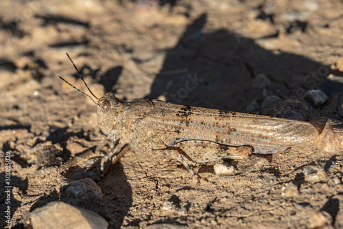 Brown grasshopper macro of ground soil  top view