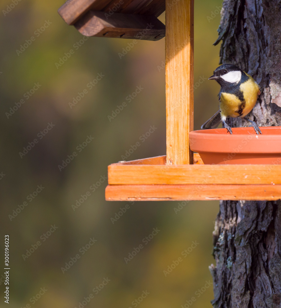 Fototapeta premium Close up Great tit, Parus major bird perched on the bird feeder table with sunflower seed. Bird feeding concept. Selective focus.