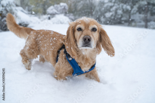Cocker Spaniel Dachshund Mix Dog In The Snow