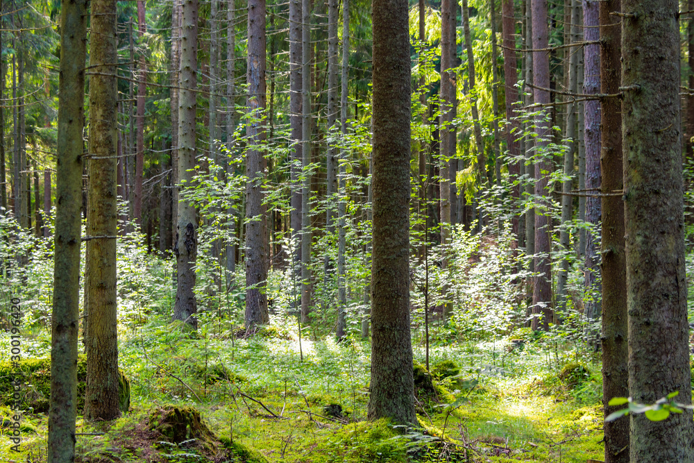 Obraz premium Bright fabulous colors of the old dense forest