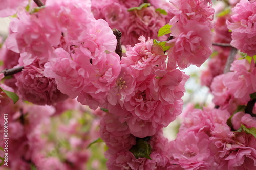 Peach flowers in garden in Beijing  China spring
