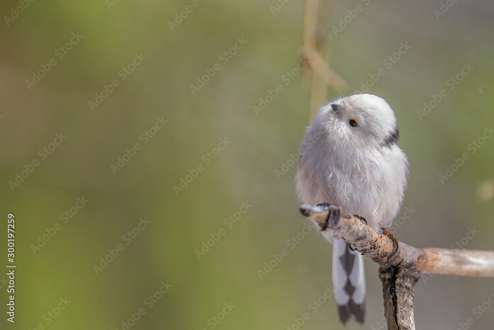 Naklejka premium long-tailed tit