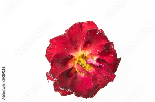 rosa rossa in autunno con gocce di acqua