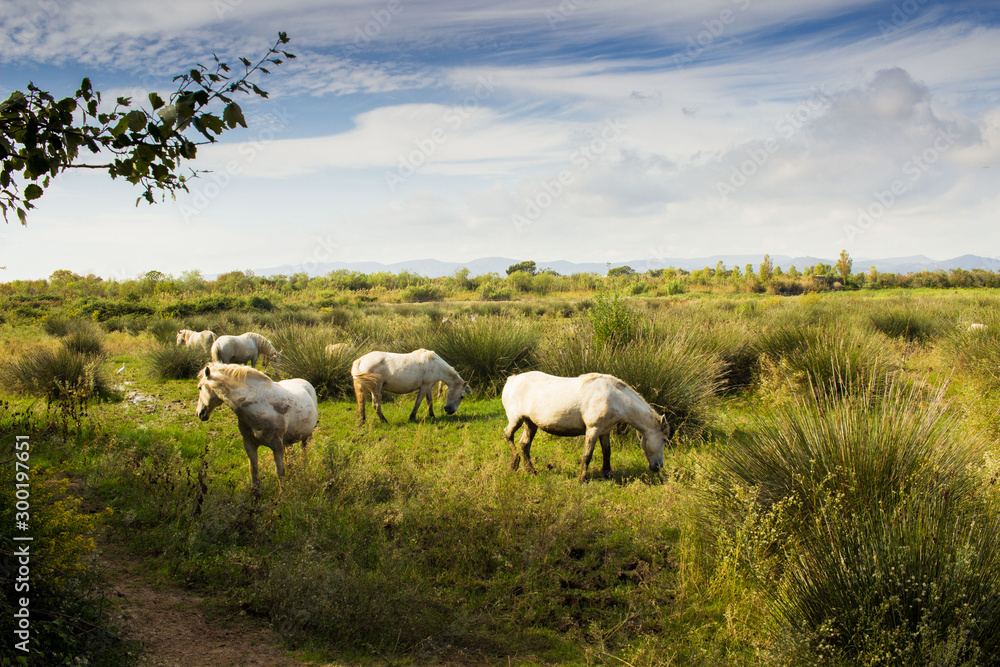 Fototapeta premium white horses in nature