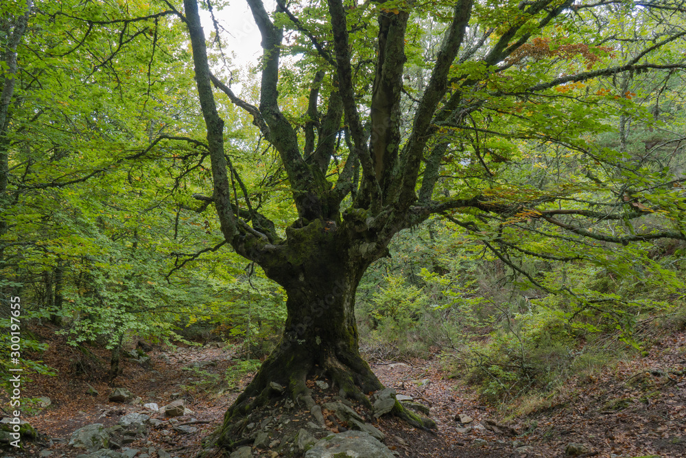 Autumn beautiful trees with green and yellow leaves Autumn beautiful trees with green and yellow leaves