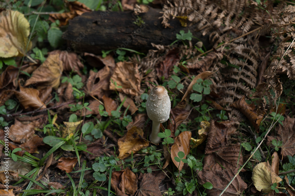 Autumn fresh mushrrooms in the wild Autumn fresh mushrrooms in the wild