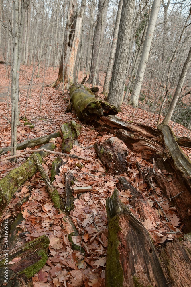 Tronc d'arbre mort en forêt