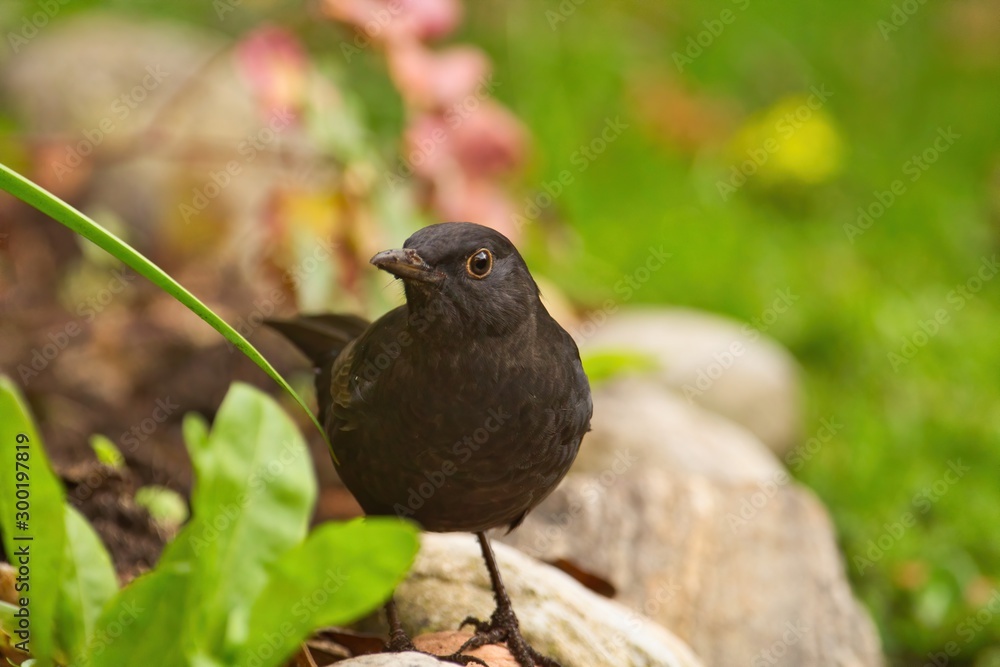 Fototapeta premium Eine weibliche Amsel stizt am Abend in einer grünen Wiese Turdus Merula