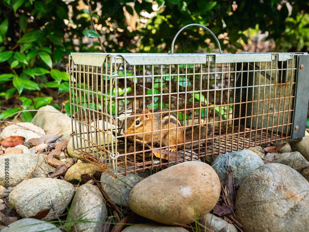 Chipmunk in live humane trap. Pest and rodent removal cage. Catch