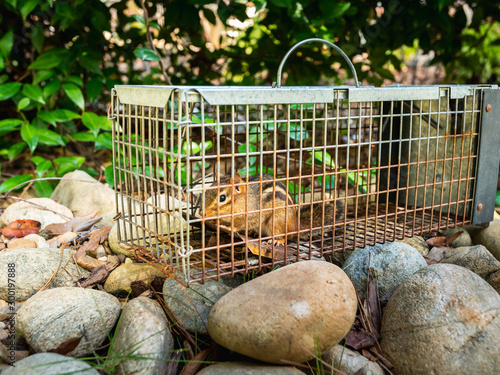 Chipmunk in live humane trap. Pest and rodent removal cage. Catch and release wildlife animal control service. photo