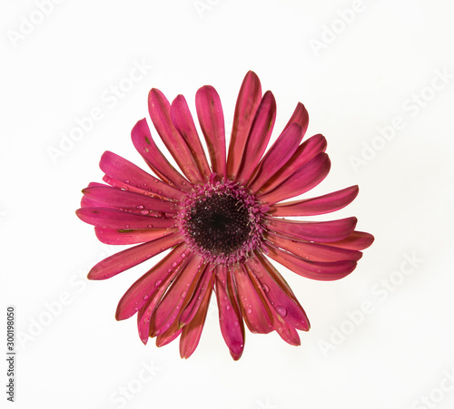 fiore rosso di gerbera in autunno