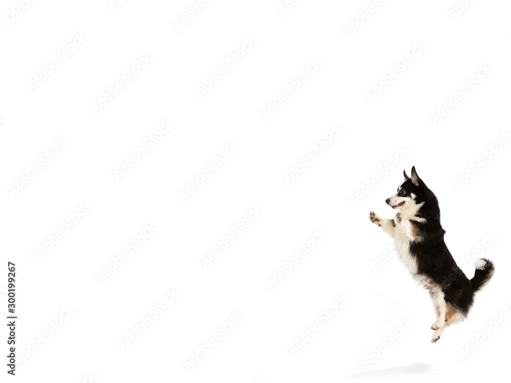 Welsh corgi jumping isolated on white. Copy space, isolated on white.