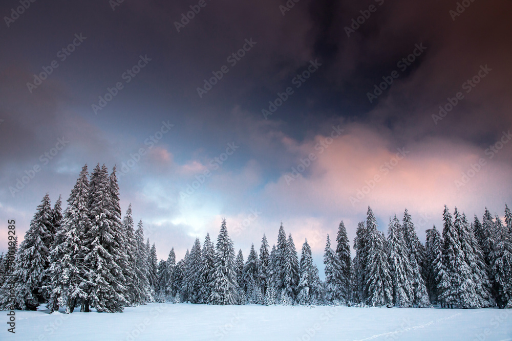 Majestic winter landscape with snowy fir trees. Winter postcard. Majestic winter landscape with snowy fir trees. Winter postcard.