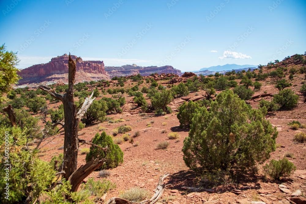 Amazingly resilient green shrubs exist in this rocky arid climate of Capitol Reef National Park, Utah