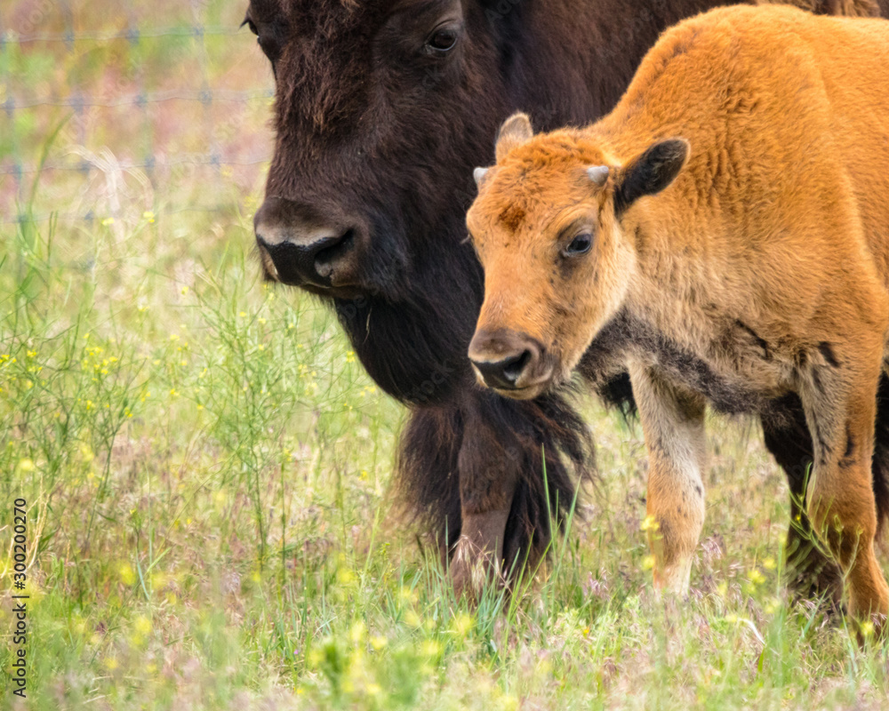 Mother and Calf Mother and Calf
