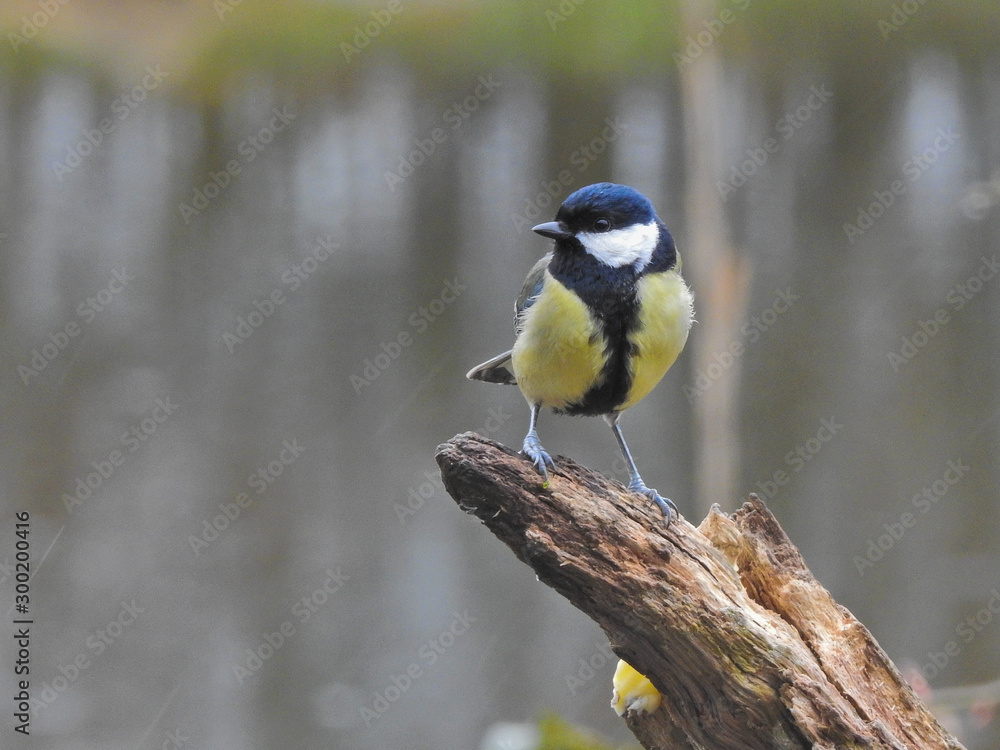 Obraz premium Kohlmeise im Garten 