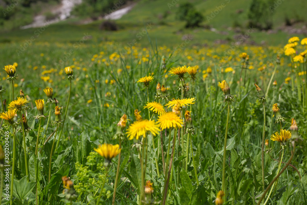 Eine Blumenwiese mit Löwenzahn in den Bergen Eine Blumenwiese mit Löwenzahn in den Bergen