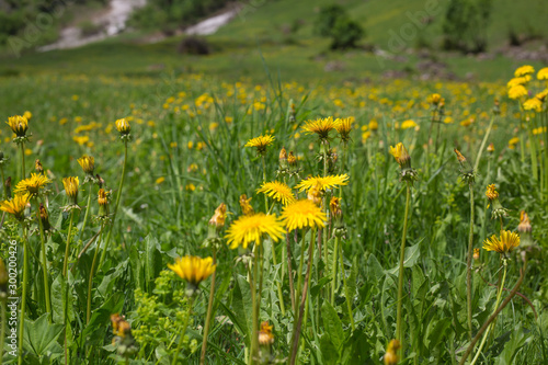 Eine Blumenwiese mit Löwenzahn in den Bergen
