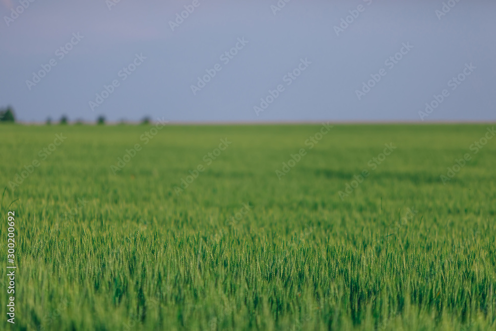 Green field full of wheat and blue sky. winter wheat.
