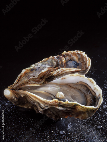 pearl oyster