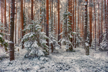 Ingelijste posters Grijs Besneeuwd kerstbos na sneeuwval  © Lana Kray