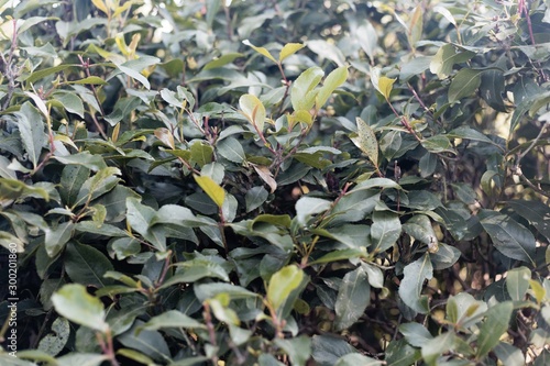 Fresh leaves of a Khat or qat bush, Catha edulis. photo