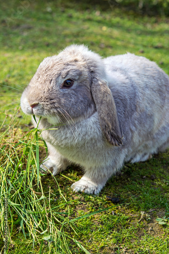 a dwarf grey rabbit spots on grass 