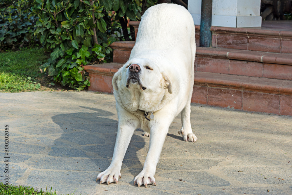 Beautiful white Spanish Mastiff dog female Stock Photo | Adobe Stock