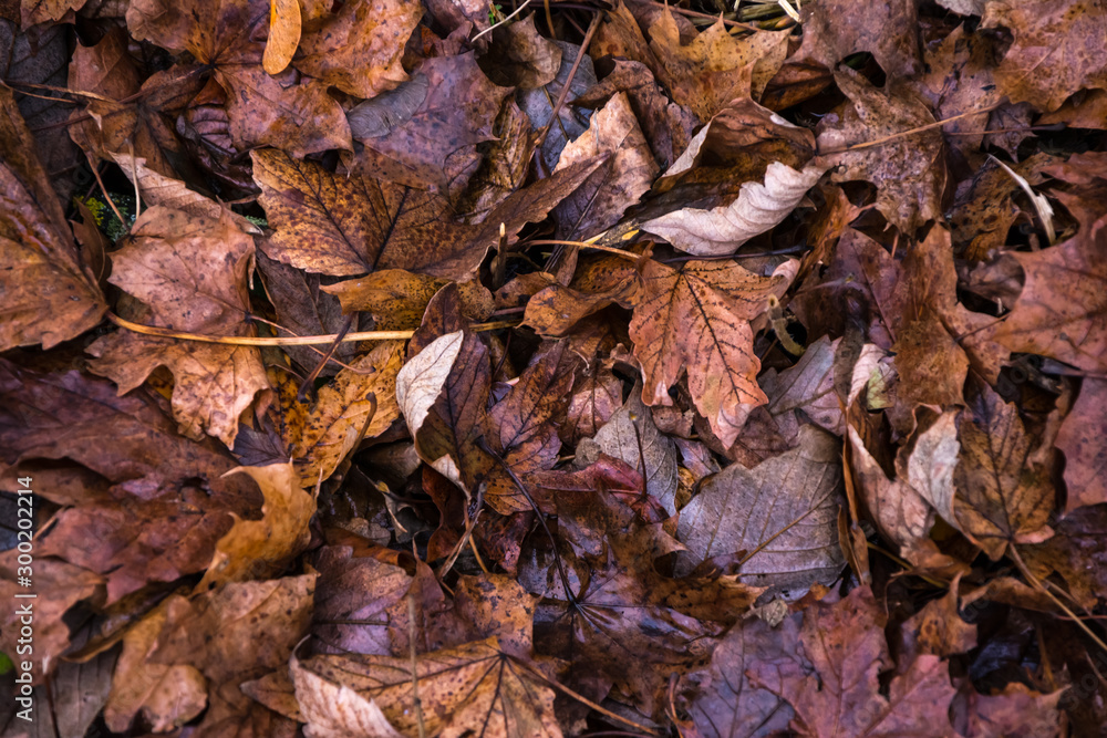 Top view on fallen autumn yellow and brown withered birch leaves Top view on fallen autumn yellow and brown withered birch leaves