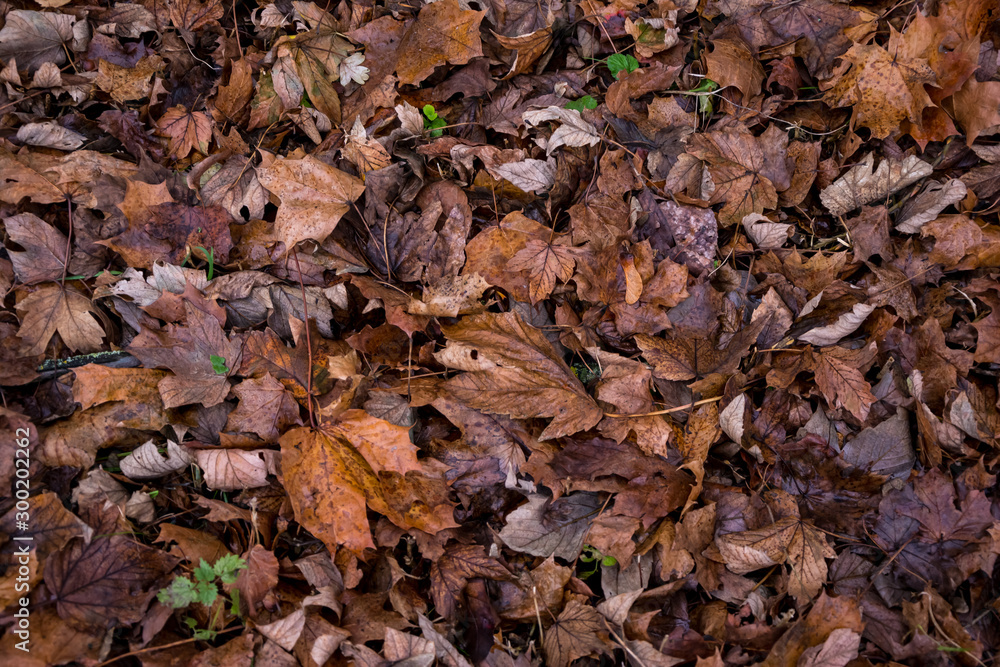 Top view on fallen autumn yellow and brown withered birch leaves