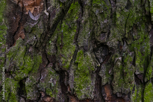 Close up of the chestnut bark texture