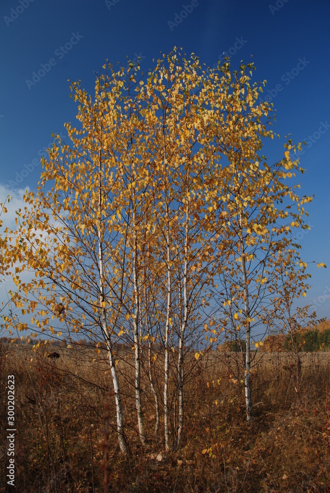 Fototapeta premium birch trees