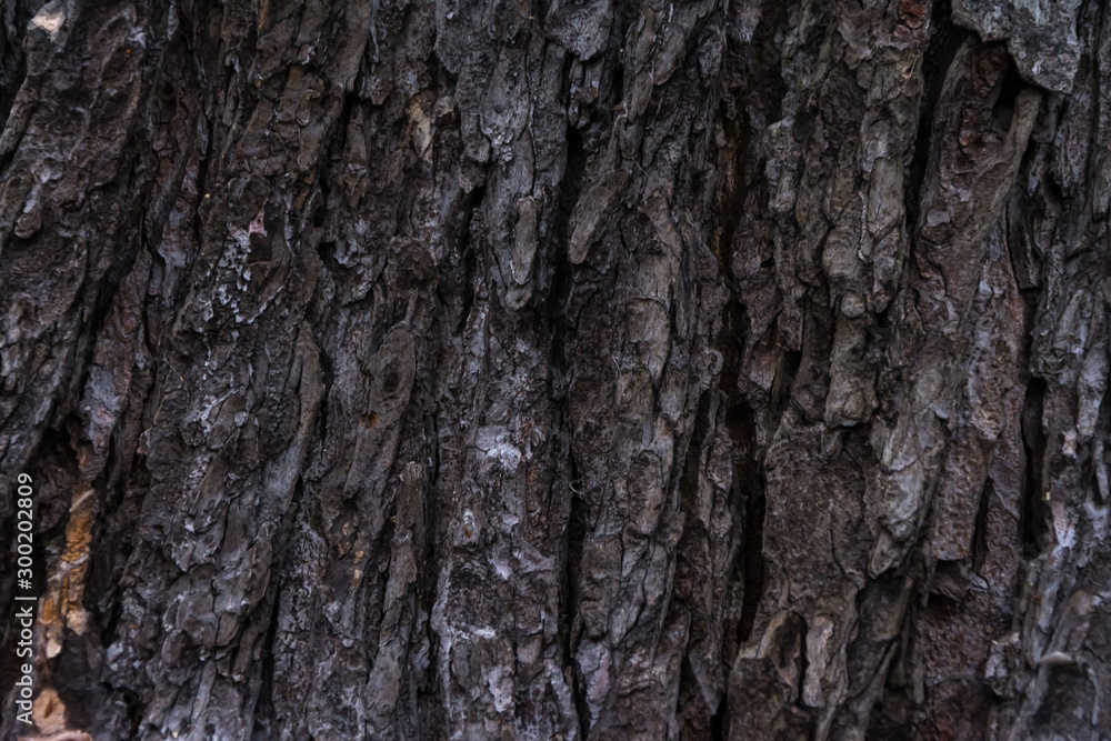 Close up of the chestnut bark texture Close up of the chestnut bark texture