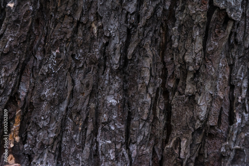 Close up of the chestnut bark texture