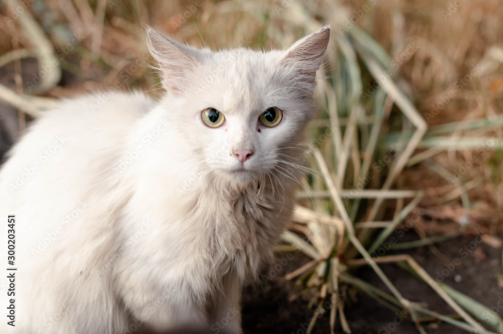 portrait of cute scared homeless white cat with sad eyes sitting and looking at camera on gass outside