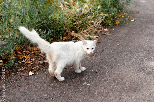 cute scared dirty homeless white cat standing and looking at camera on ground outside