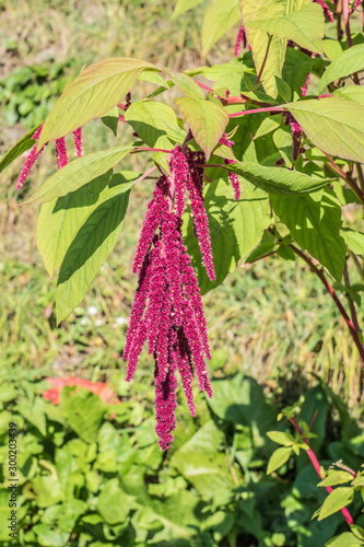 Obraz na płótnie Garten Fuchsschwanz