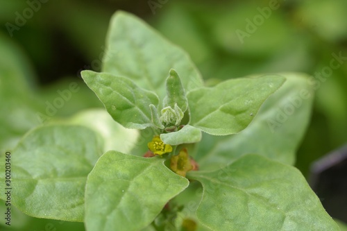 New Zealand spinach, Tetragonia tetragonioides.