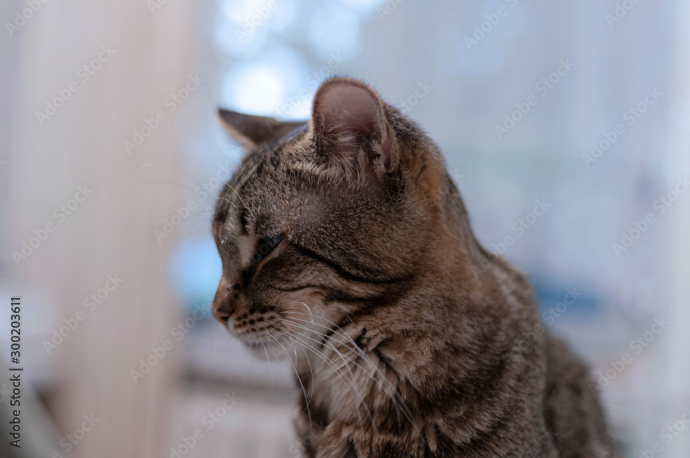 portrait of cute strepped tabby cat looking away at home