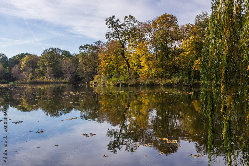 Fototapeta premium colorful autumn tree leaves in the park