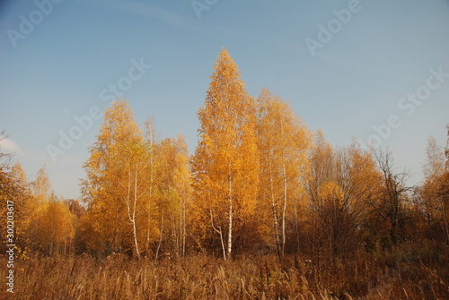 autumn in the forest