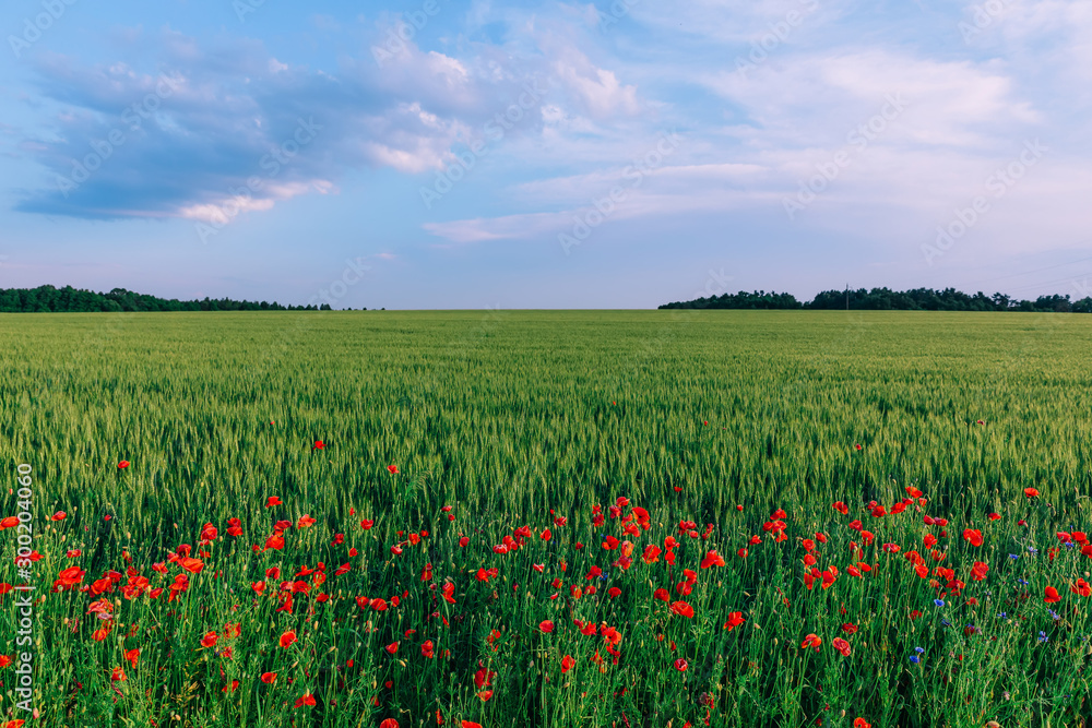 beautiful nature. red poppies near the field of winter wheat and