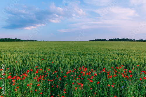 beautiful nature. red poppies near the field of winter wheat and