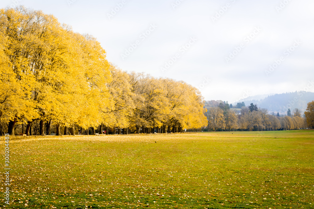 Huge park in Baden-Baden (Black Forest, Germany). Yellow predominant color.
