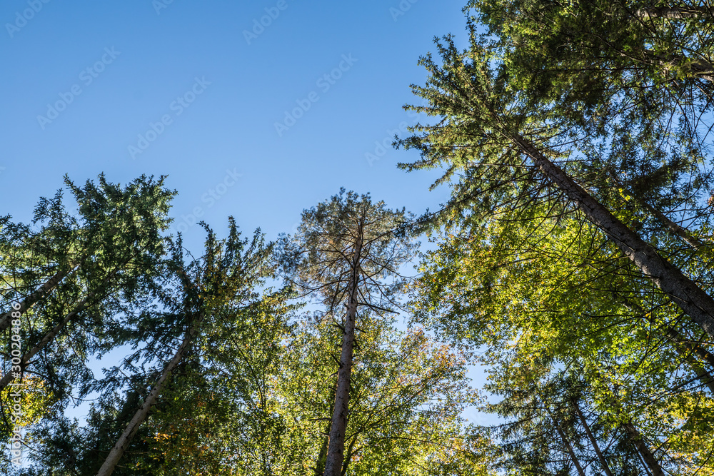 Herbstlicher Wald Herbstlicher Wald