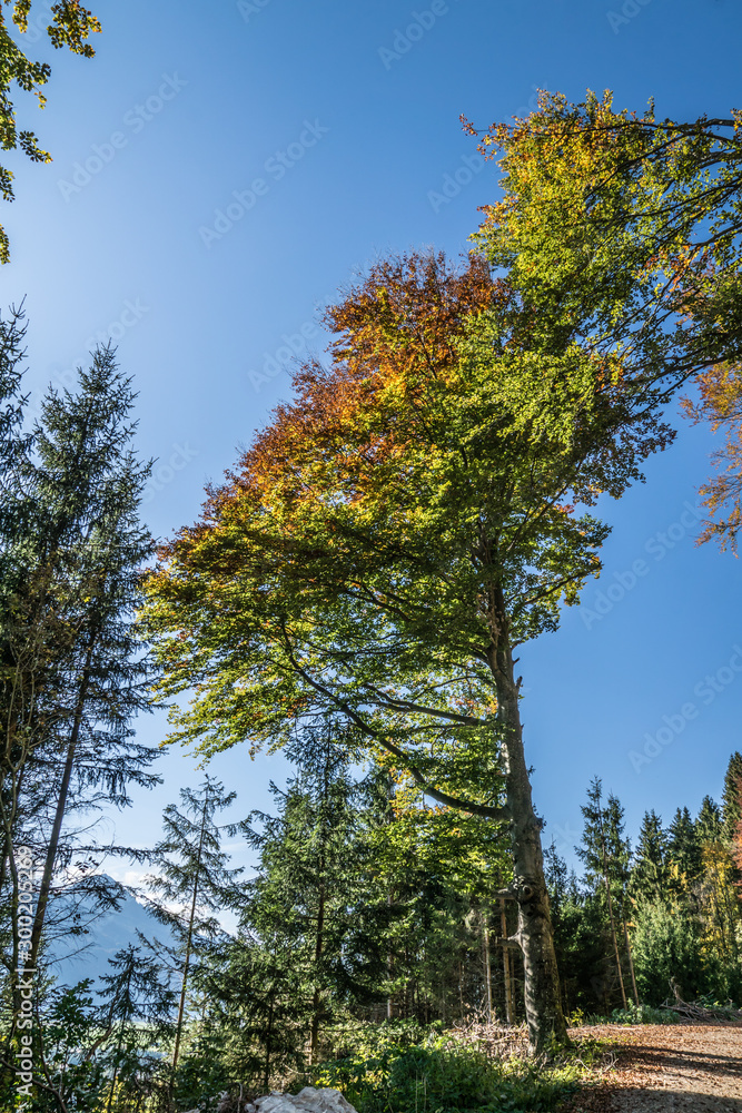 Herbstlicher Wald Herbstlicher Wald